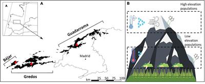 Evaluating Assisted Gene Flow in Marginal Populations of a High Mountain Species